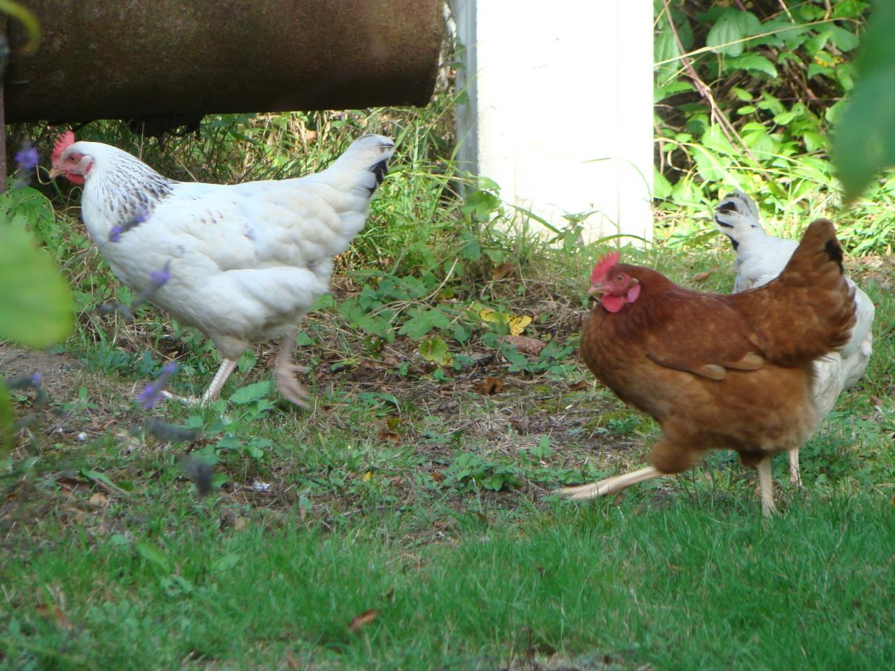 3 poules