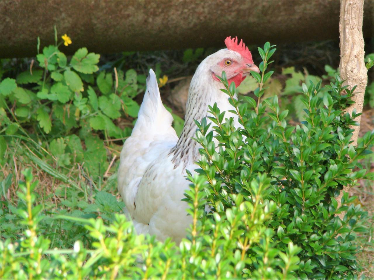 cache cache la poule