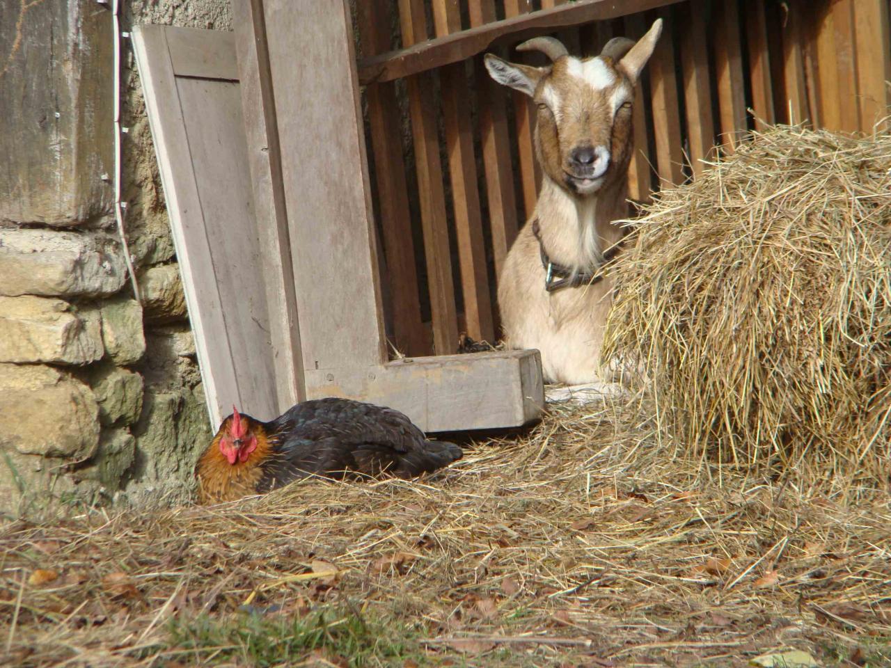 La capra e la gallina