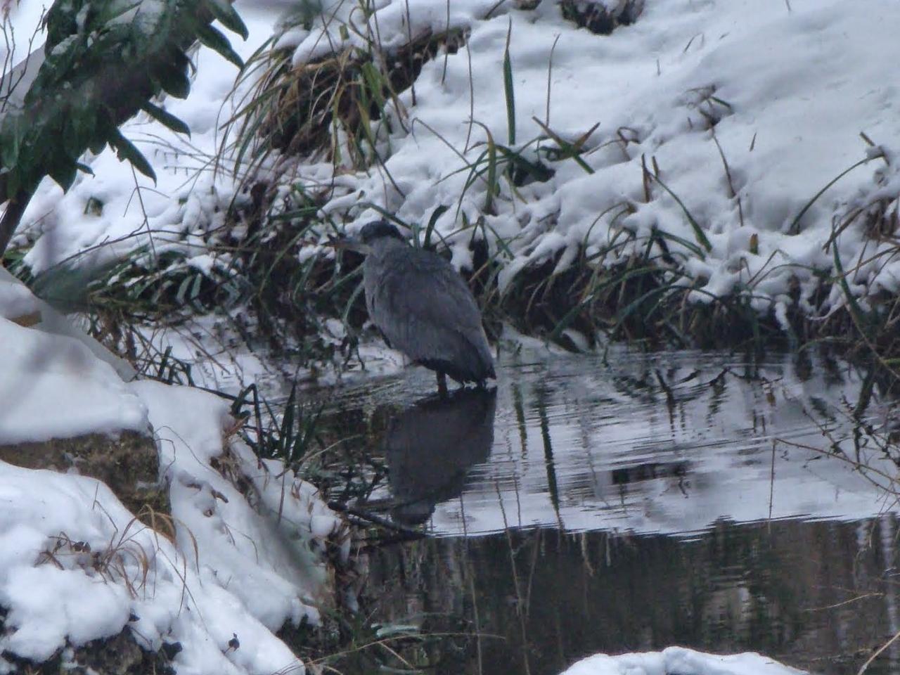 héron en hiver