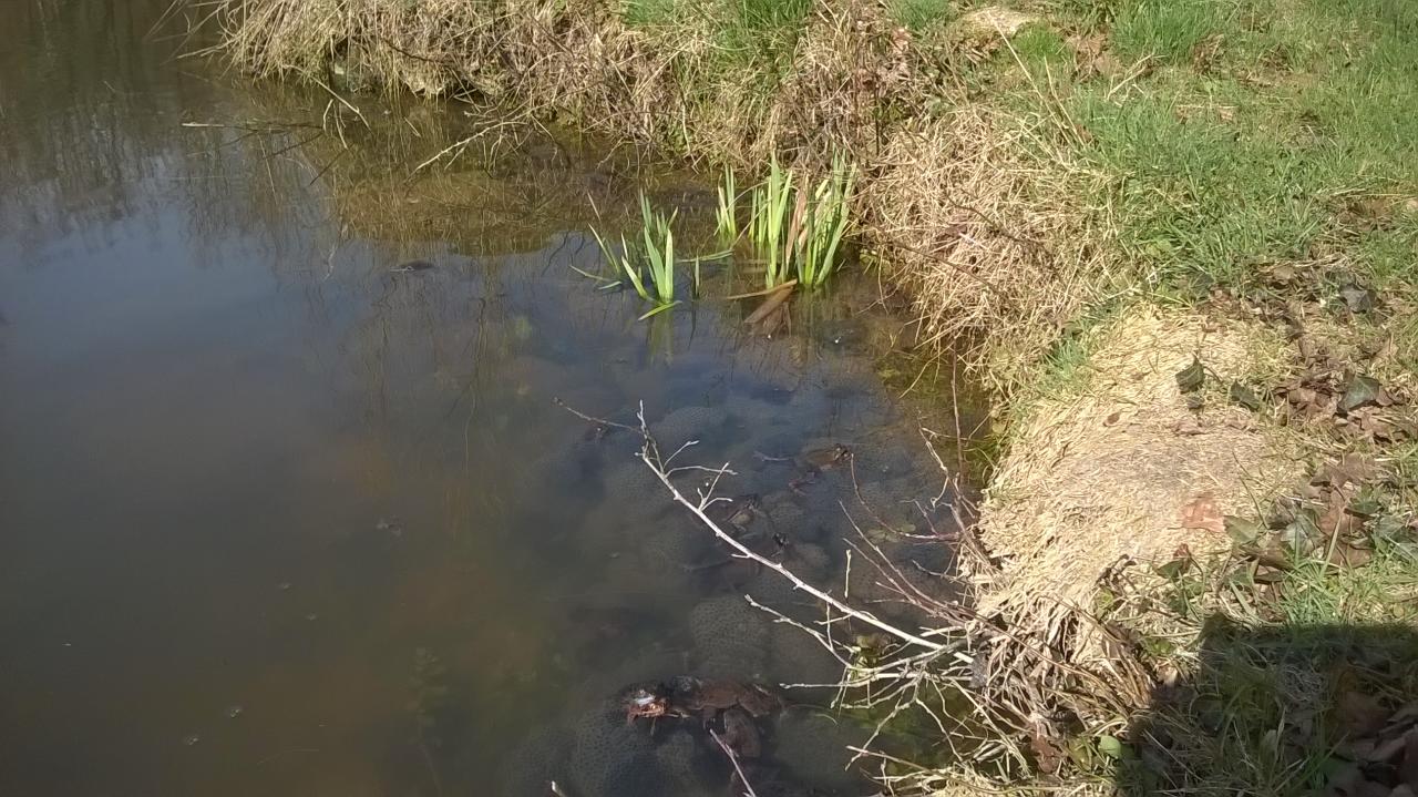 Lake with frogs