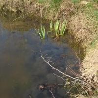 Lake with frogs