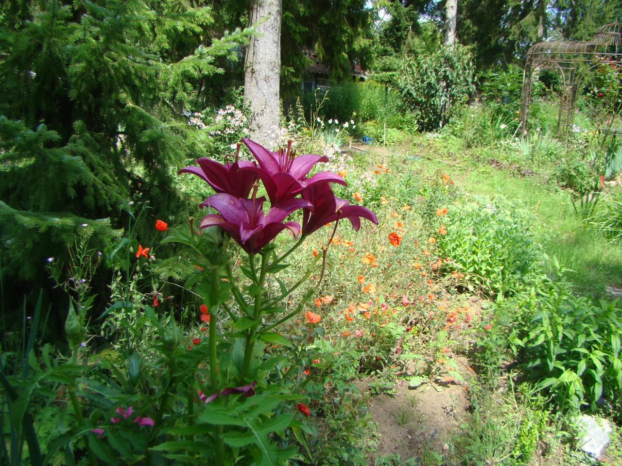 Le jardin fleuri des chambres d'hotes du jardin de saint jean