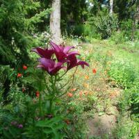 Le jardin fleuri des chambres d'hotes du jardin de saint jean