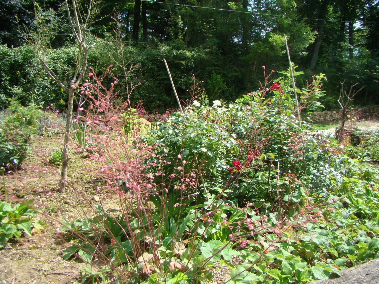 Les fleurs du yin du jardin de saint jean