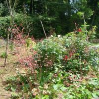 Les fleurs du yin du jardin de saint jean