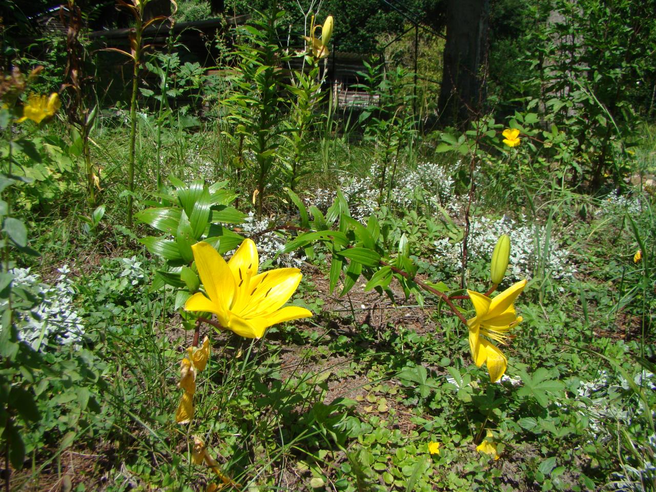 les lys des chambres d'hotes du jardin de saint jean