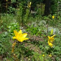 les lys des chambres d'hotes du jardin de saint jean