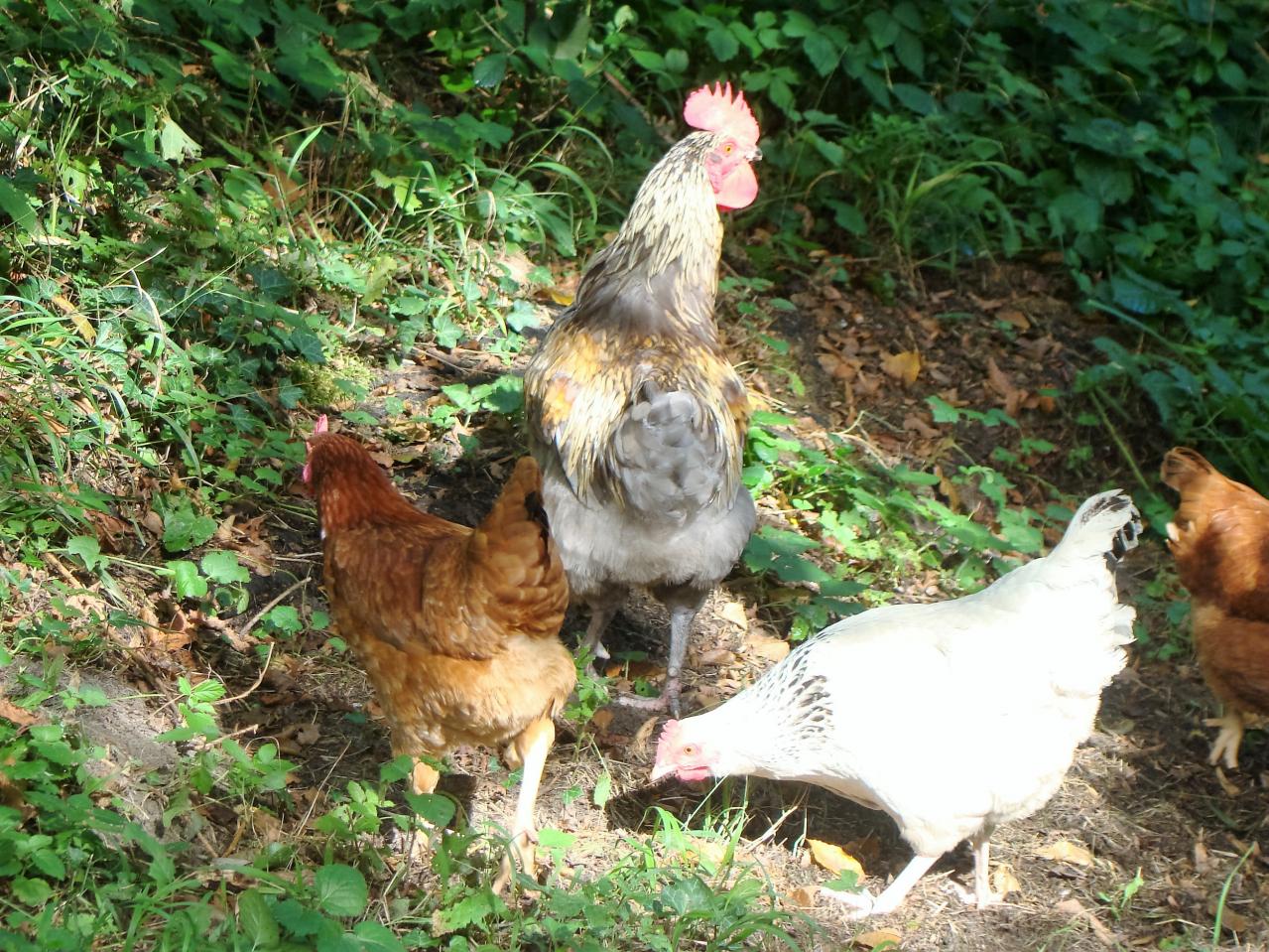 poule et coq en foret