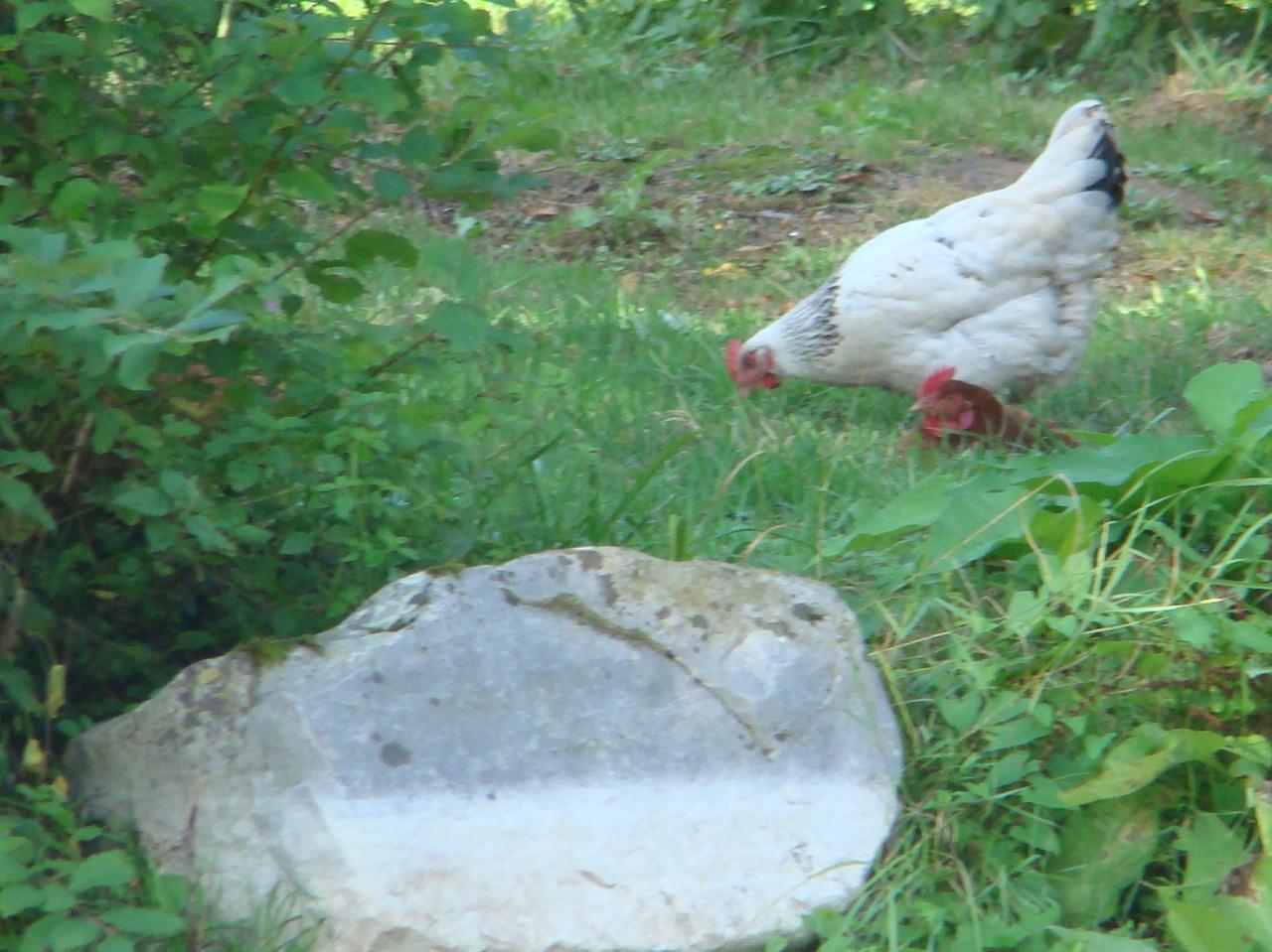 Poules