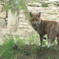 Le renard