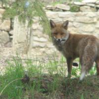 Renard de la forêt