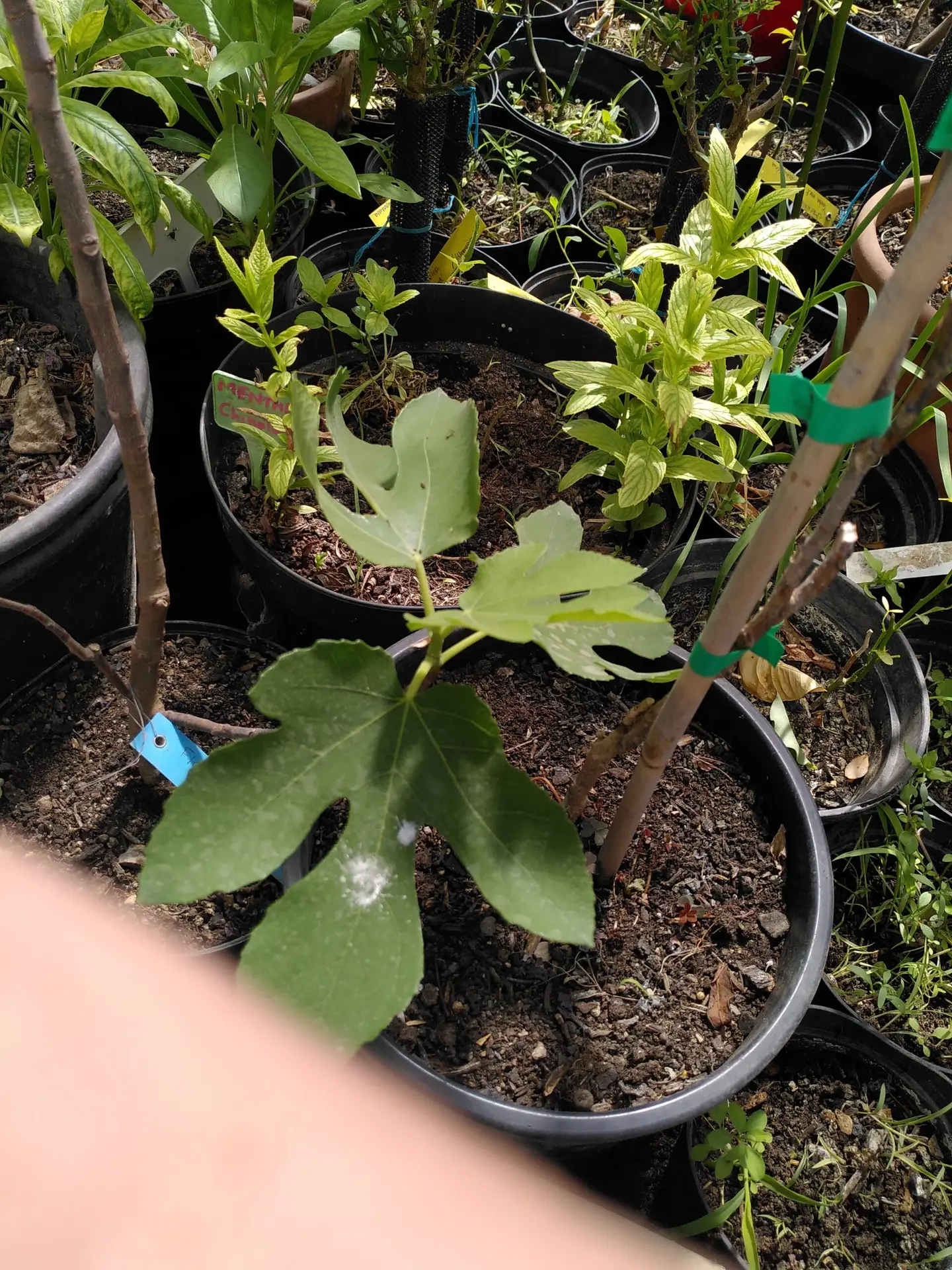 BOUTURAGE