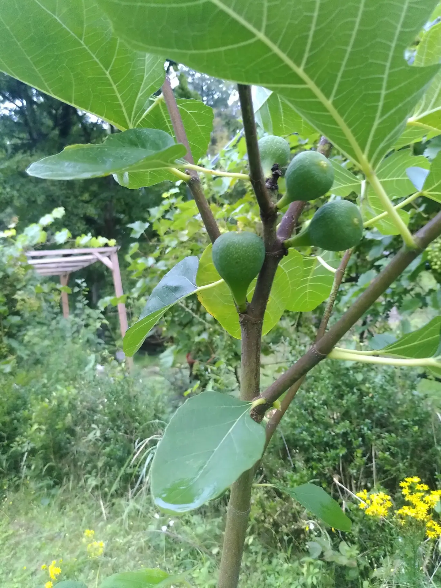 Taille douce des arbres fruitiers