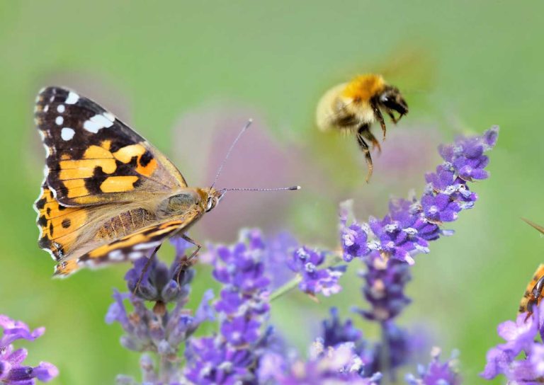 abeilles et papillons